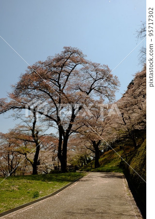 Around the time of falling petals and falling cherry blossoms [Tsukui, Sagamihara City, April] 95717302