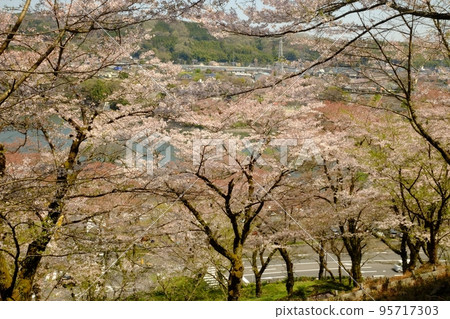 櫻林 [4月相模原市築井] 95717303