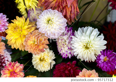 Autumn scenery Brightly blooming dahlias Kawanishi Town, Yamagata Prefecture 95717312