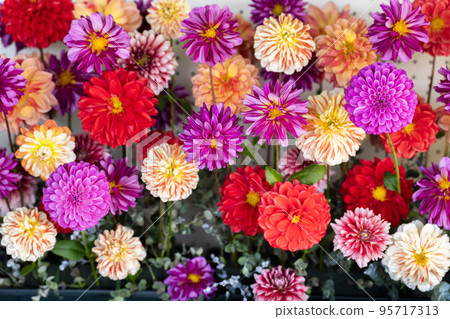 Autumn scenery Brightly blooming dahlias Kawanishi Town, Yamagata Prefecture 95717313