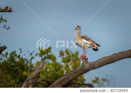 Egyptian goose in sunshine on dead branch 95718493