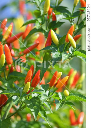 Pepper fruit 95718494