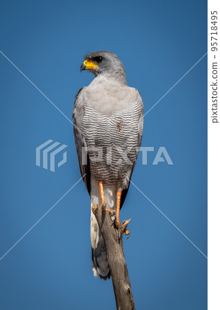 Dark chanting-goshawk on dead stump turning head 95718495