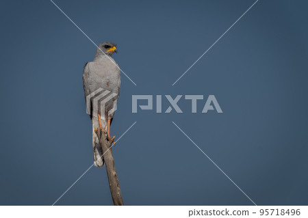 Dark chanting-goshawk on branch against blue sky 95718496