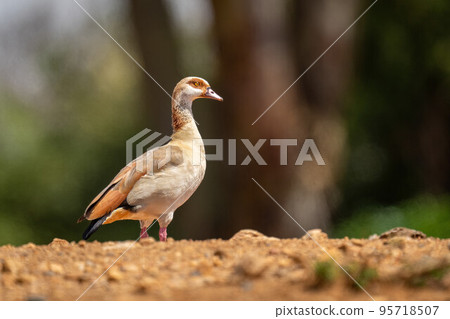 Egyptian goose standing on horizon in sunshine Egyptian goose standing on horizon in sunshine 95718507