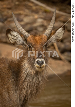 Close-up of young male common waterbuck standing 95718508