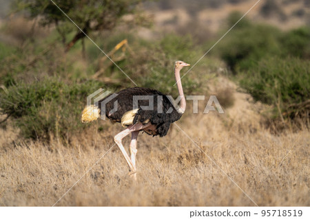 Common ostrich walks across savannah eyeing camera 95718519