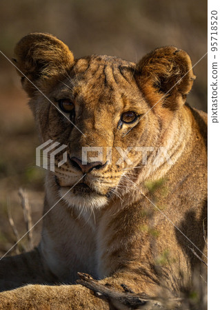 Close-up of lion cub lying watching camera Close-up of lion cub lying watching camera 95718520