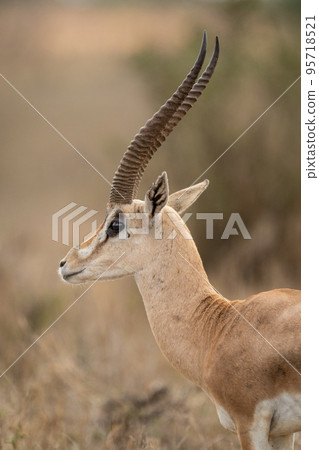 Close-up of male Grant gazelle in profile Close-up of male Grant gazelle in profile 95718521