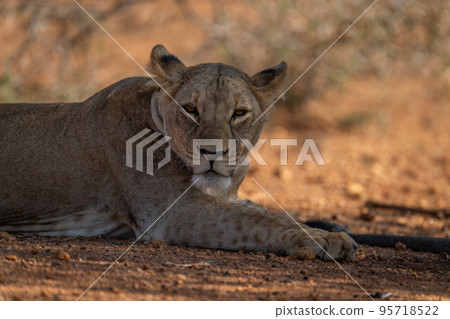 Close-up of lioness lying staring in shade Close-up of lioness lying staring in shade 95718522