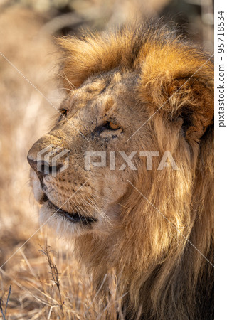 Close-up of male lion lying looking mournful Close-up of male lion lying looking mournful 95718534