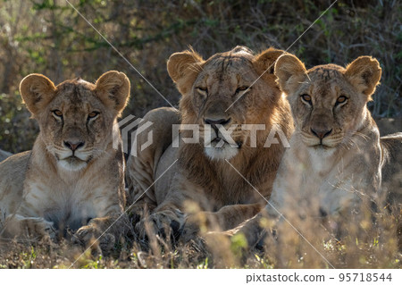 Close-up of male lion lying between lionesses Close-up of male lion lying between lionesses 95718544