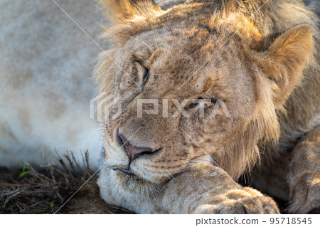 Close-up of young male lion lying asleep 95718545