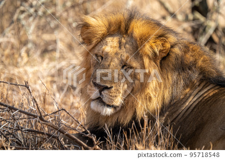 Close-up of male lion lying eyes closed Close-up of male lion lying eyes closed 95718548
