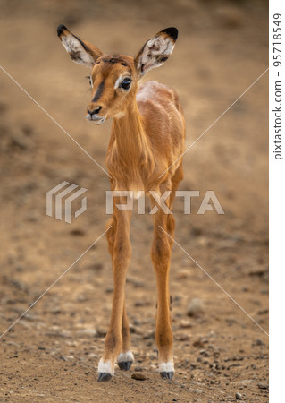 Common impala calf stands on stony track Common impala calf stands on stony track 95718549