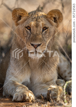 Close-up of male lion lying down sleepily 95718563