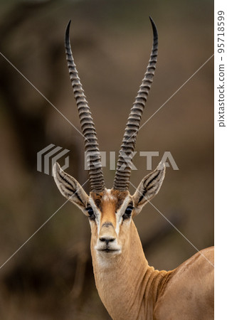 Close-up of male Grant gazelle watching camera Close-up of male Grant gazelle watching camera 95718599