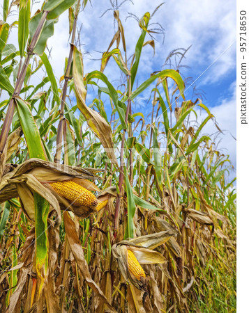 Agricultural field of maize, dry corn in autumn before harvest. Selective focus Agricultural field of maize, dry corn in autumn before harvest. Selective focus 95718650