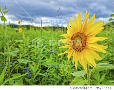 Honey bee pollinating sunflower plant, in summer. Selective focus Honey bee pollinating sunflower plant, in summer. Selective focus 95718654