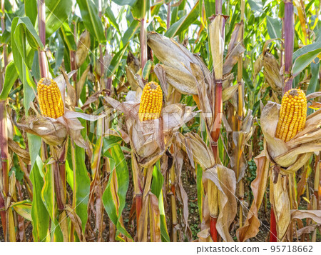 Agricultural field of maize, dry corn in autumn before harvest. Selective focus 95718662
