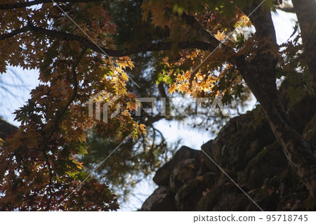 Autumn leaves that look beautiful under the sunlight Autumn leaves that look beautiful under the sunlight 95718745