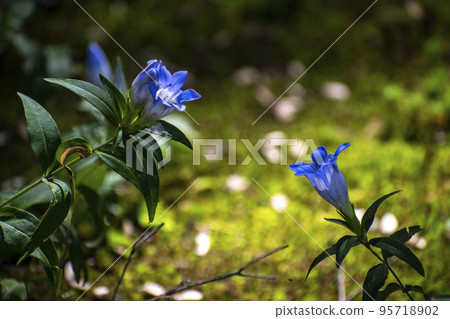 Greenery and gentian flowers shining brilliantly under the light 95718902
