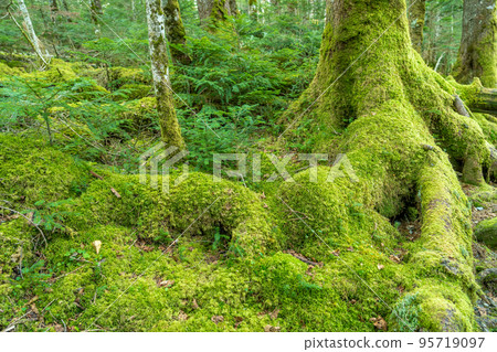Shirakoma no Mori, a moss forest heading for Shirakoma Pond, Nagano Prefecture 95719097