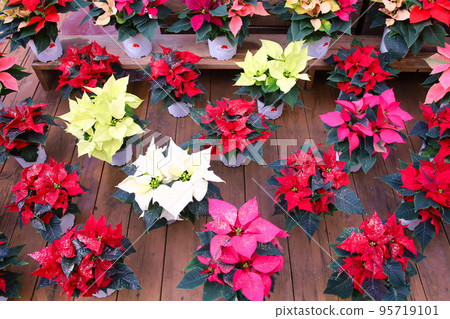 Potted poinsettia Potted poinsettia 95719101