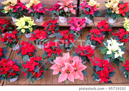 Potted poinsettia Potted poinsettia 95719102