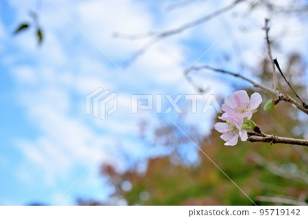 秋天的櫻花盛開在秋天的天空 95719142