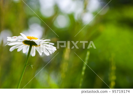 Natural macro photo with soft selective focus of a chamomile flower 95719174