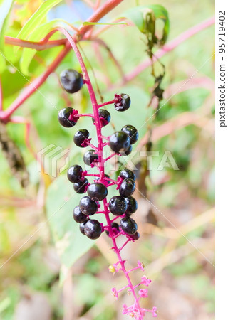 Youshuyama pokeweed at the campsite Youshuyama pokeweed at the campsite 95719402