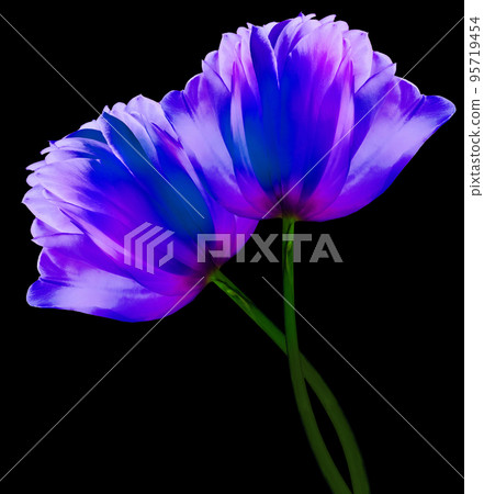 Blue  flowers tulips on the black  isolated background with clipping path. Close-up. Flowers on the stem. Nature. 95719454