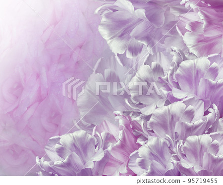 Tulips flowers light purple. Floral background.  Close-up. Nature. 95719455