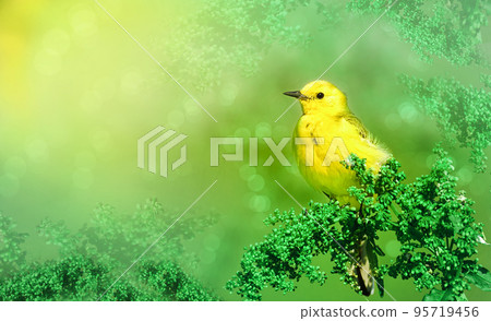 Bird - Citrine Wagtail (Motacilla citreola ) sitting on a branch of a bush sunny summer morning. Close-up. 95719456