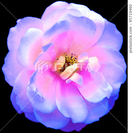 Watercolor blue-purple rose flower on black isolated background. Closeup. For design. Nature. Watercolor blue-purple rose flower on black isolated background. Closeup. For design. Nature. 95719460