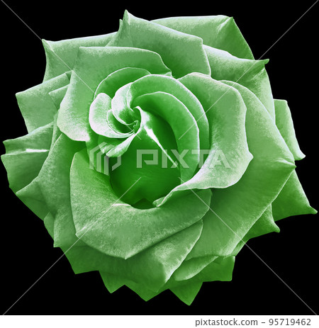 Green rose flower  on black  isolated background with clipping path. Closeup. For design. Nature. 95719462