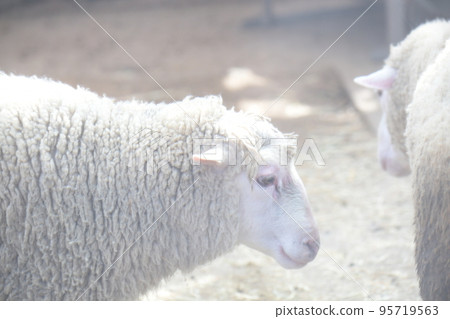 羊 羊 95719563