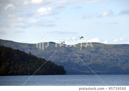 Swan flying Swan flying 95719588