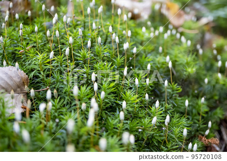 [苔蘚] 帶孢子體的 Seita 苔蘚 / 奧白根山 95720108