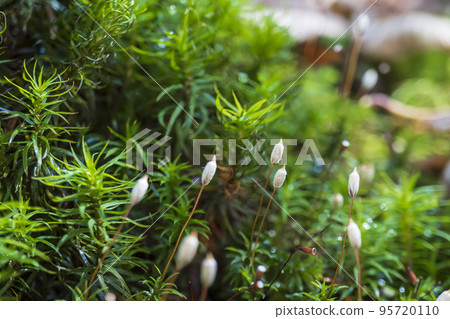 孢子體生長的苔蘚 / 奧白根山 孢子體生長的苔蘚 / 奧白根山 95720110