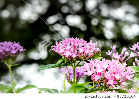 Colorful and beautiful flower beds in the park 95720164