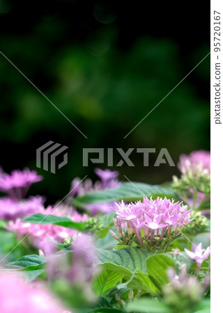 Colorful and beautiful flower beds in the park Colorful and beautiful flower beds in the park 95720167