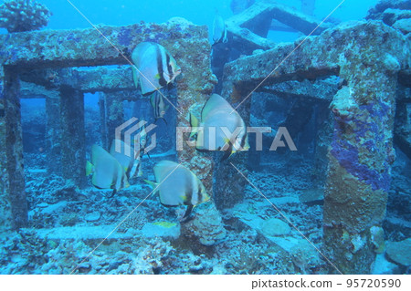 Akakukuri 魚沖繩海水下照片 95720590