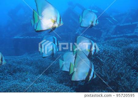 Akakukuri Fish Okinawan Sea Underwater Photograph Akakukuri Fish Okinawan Sea Underwater Photograph 95720595