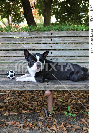 Mighty-kun，一隻可愛的波士頓梗犬，他把他最喜歡的球放在坂戶市公園的長椅上，看著風景。 95721674