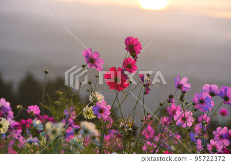 Morning and sunrise at Shirakimine Plateau 95722372