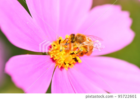 Cosmos and bees 95722601