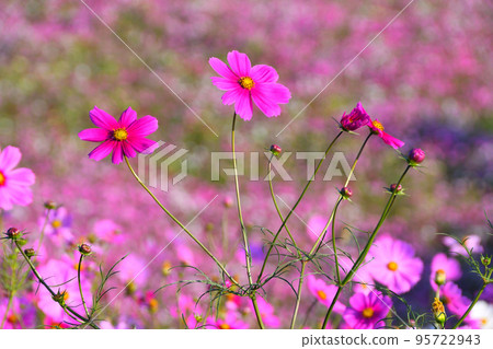 Cosmos, Shirakimine Plateau Cosmos, Shirakimine Plateau 95722943