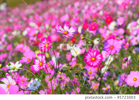 Cosmos 白木峰高原 95723003